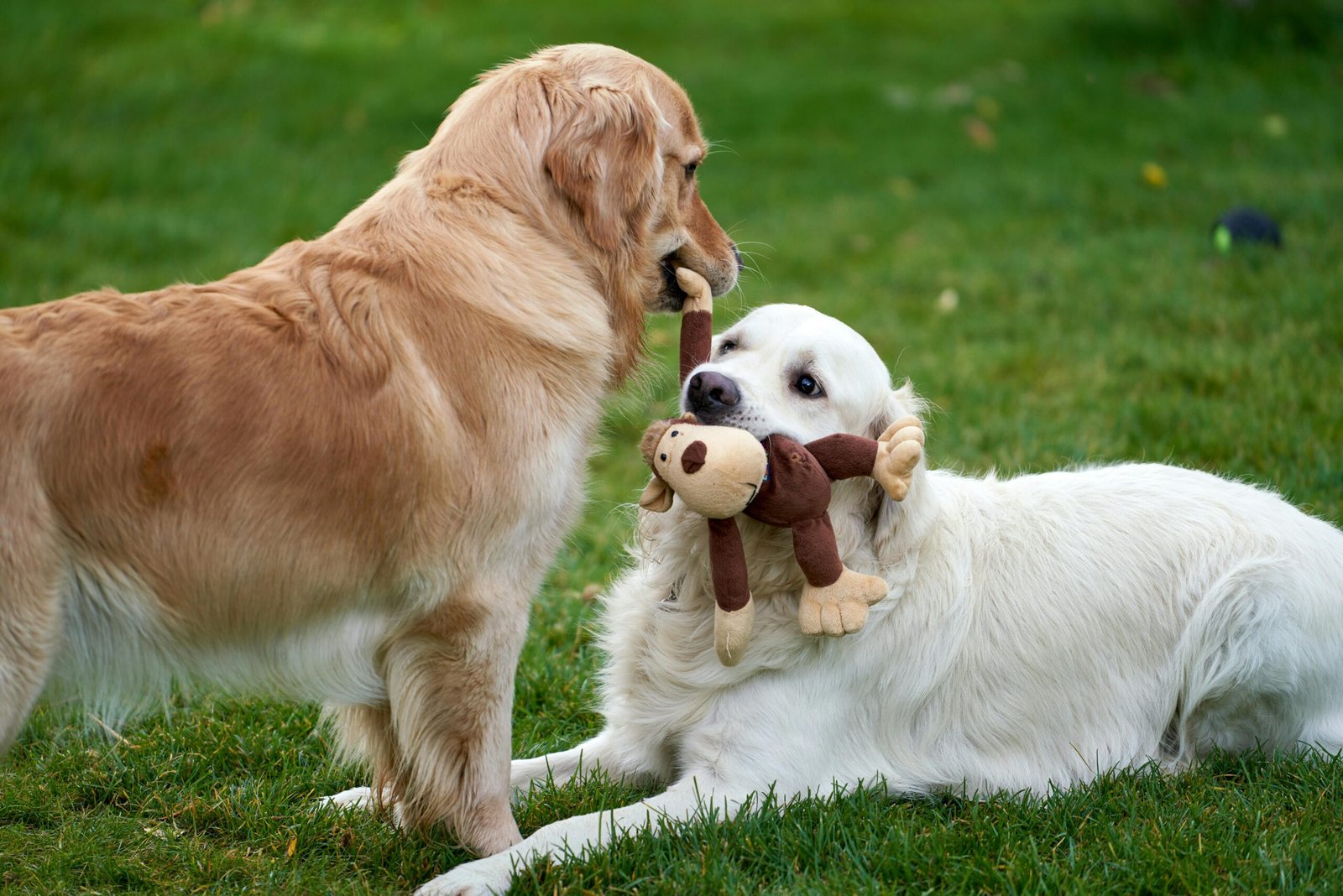 Guardería Canina en la Naturaleza en Madrid